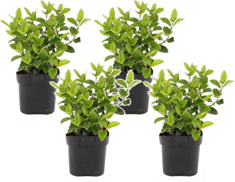 Plant In A Box Viburnum Tinus Set van 4 Winterharde groenblijvende heesters Pot 17cm Hoogte 25-40cm