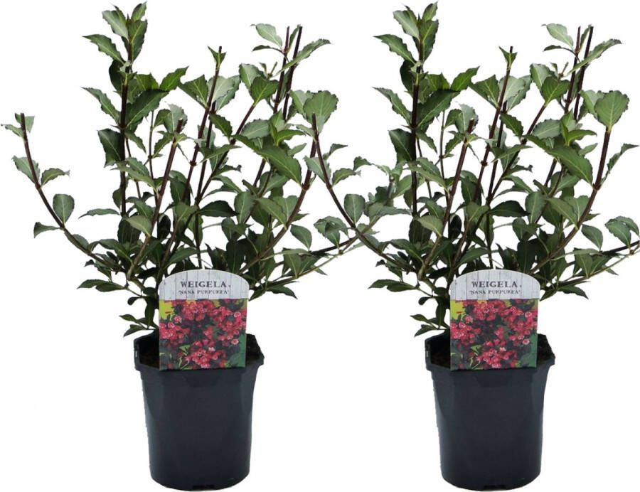 Plant In A Box Weigela Florida 'Nana Purpurea' Set van 2 pot 17 cm hoogte 25-40cm struik