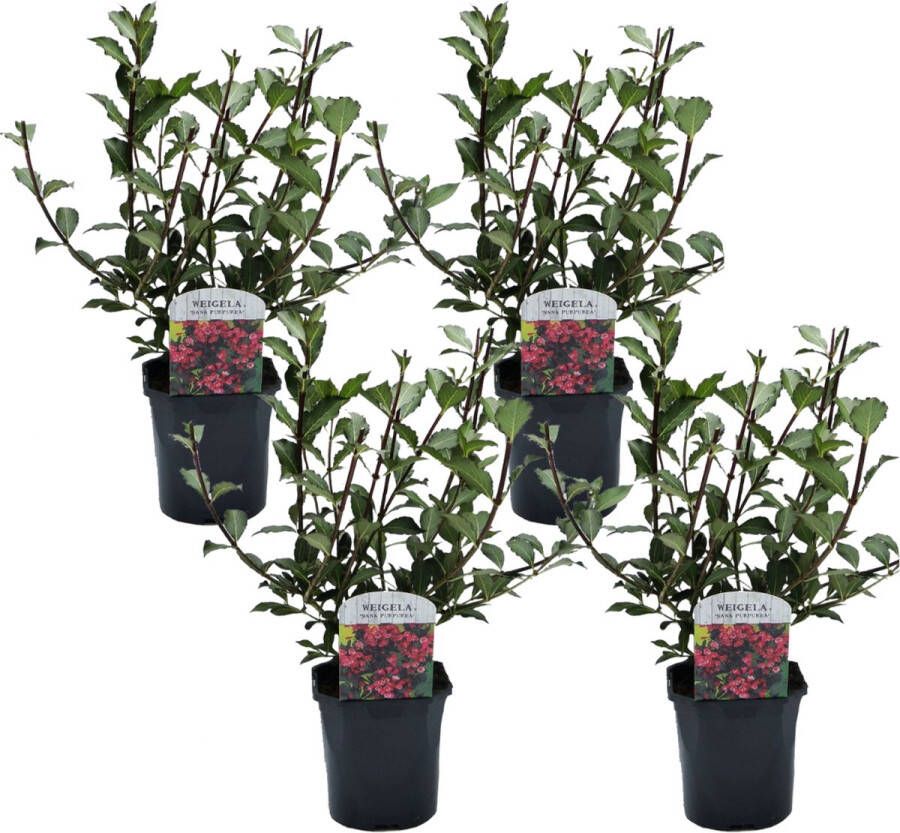 Plant In A Box Weigela Florida 'Nana Purpurea' Set van 4 pot 17 cm hoogte 25-40cm struik