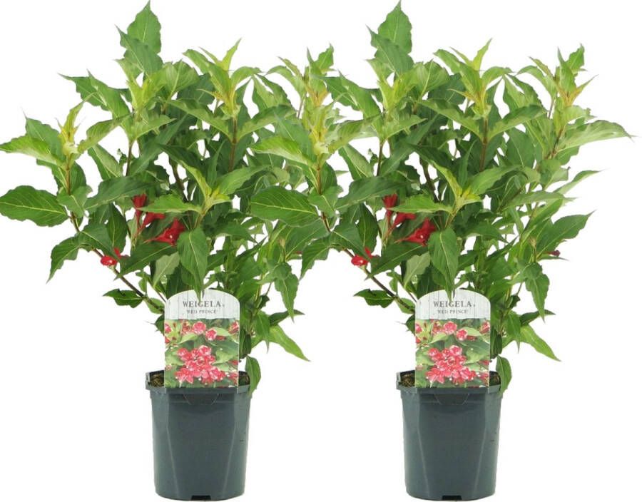 Plant in a Box Weigela Red Prince Set Van 2 Pot 17cm Hoogte 25-40cm Struik heester