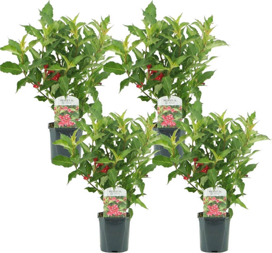 Plant in a Box Weigela Red Prince Set Van 4 Pot 17cm Hoogte 25-40cm Struik heester