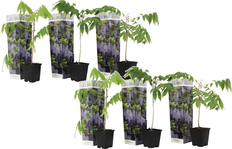 Plant in a Box Wisteria Sinensis Set Van 6 Wisteria Blauwe Regen Pot 9cm Hoogte 25-40cm