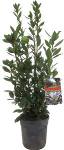Plant In A Box Laurus nobilis Laurierboom Natuurlijke luchtverfrisser Pot 21cm Hoogte 90-100cm