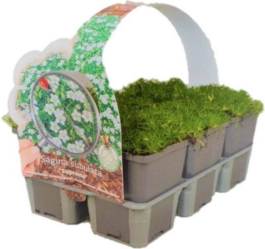 Plantcentraal.nl Sagina Subulata Supreme Mos Plant Vetmuur Bodembedekker Mosplantje Tray 6 stuks ↑ 5 cm ⌀ 9 cm Bodembedekker Vaste plant Tuinplant Winterhard Groenblijvend Groen Vetmuur Gras Plant