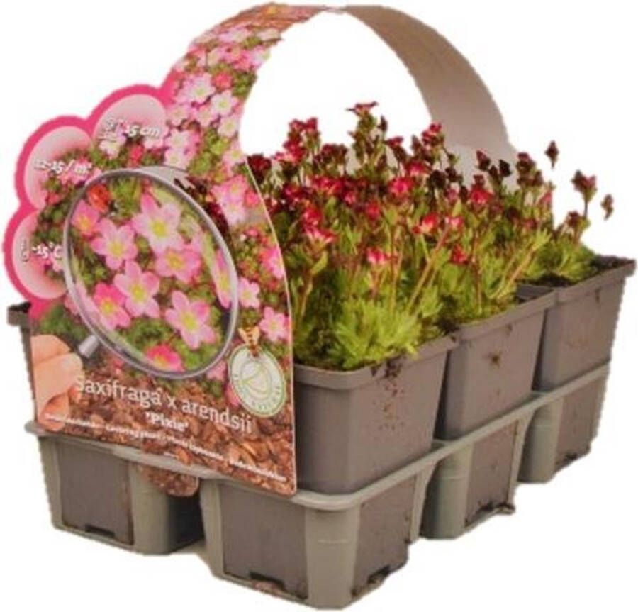 Plantcentraal.nl Saxifraga Arendsii Mos Plant Steenbreek Bodembedekker Mosplantje Tray 6 stuks ↑ 5 cm ⌀ 9 cm Bodembedekker Vaste plant Tuinplant Winterhard Groenblijvend Groen Steenbreek