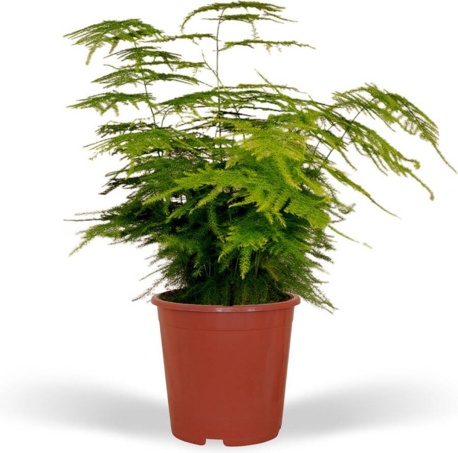 Plantenboetiek.nl Asparagus Setaceus Potmaat 12cm Hoogte 35cm