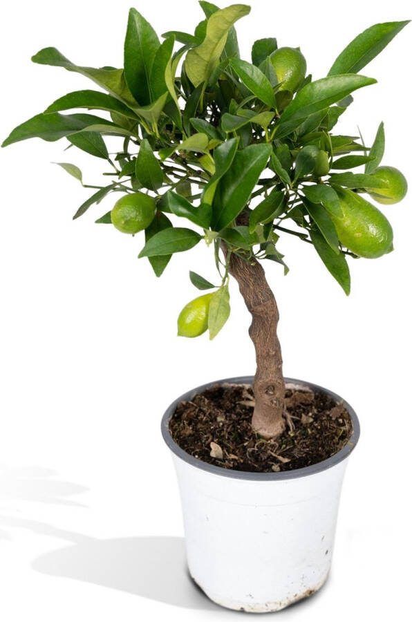 Planteda Citroenboom Citrus Lemon op Stam hoogte 35cm potmaat 15cm