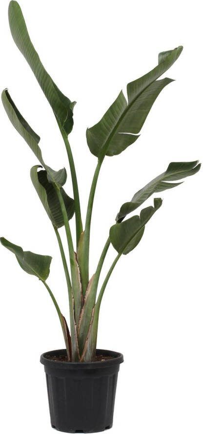 Green Bubble Kamerplant Strelitzia Augusta Paradijsvogelplant ± 180cm hoog 30cm diameter in kweekpot