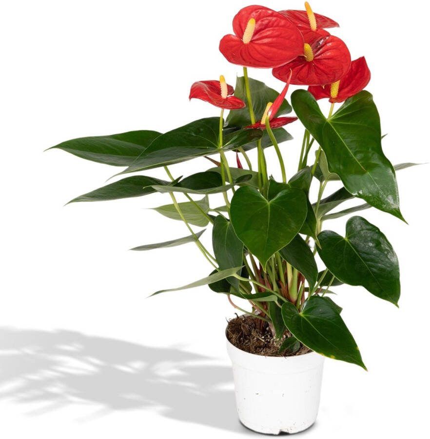 Plantenboetiek.nl Anthurium Nevada Potmaat 15cm Hoogte 40cm