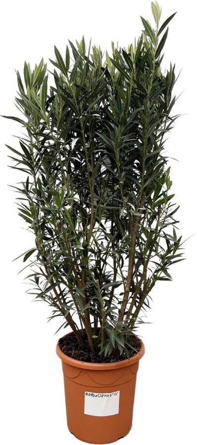 Planteda Olijfboom Olea Europaea Struik Hoogte 180cm Potmaat 40cm