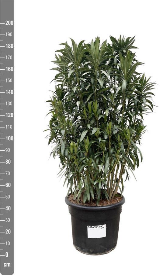 Planteda Olijfboom Olea Europaea Struik Hoogte 190cm Potmaat 55cm