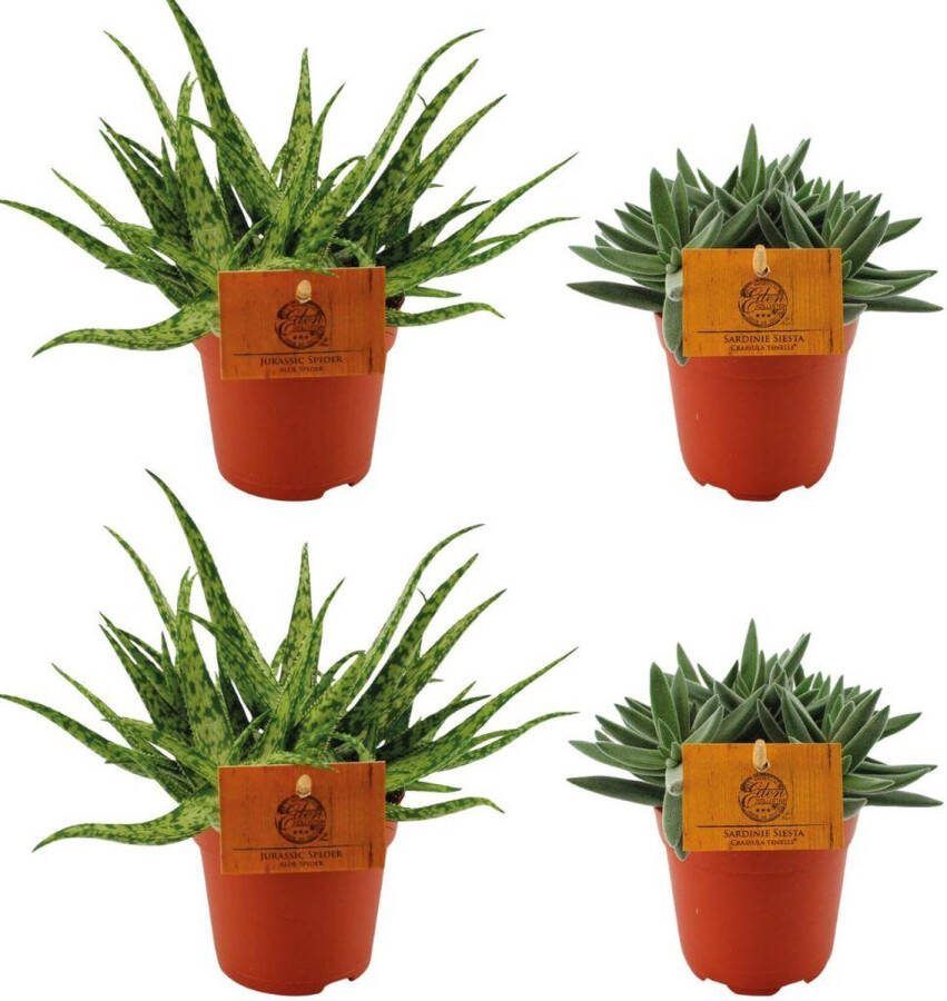 Plantenboetiek.nl 2x Aloe Spider + 2x Crassula Tenelli Ø10 5cm 10cm hoog Kamerplant Groenblijvend Cactus & Vetplanten