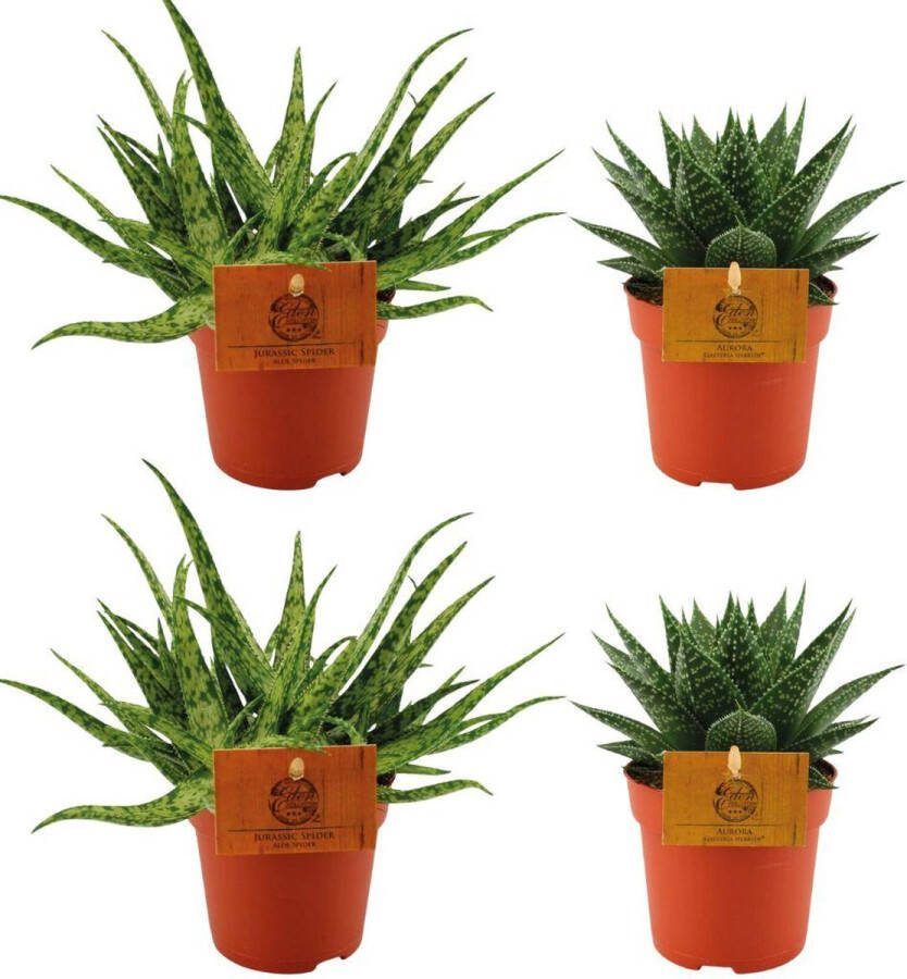 Plantenboetiek.nl 2x Aloe Spider + 2x Gasteria Hybride Aurora Ø10.5cm 10cm hoog Kamerplant Groenblijvend Cactus & Vetplanten
