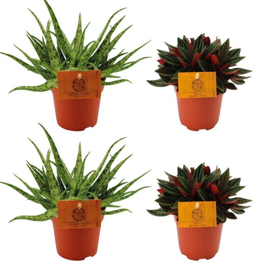 Plantenboetiek.nl 2x Aloe Spider + 2x Peperomia Rosso Ø10 5cm 10cm hoog Kamerplant Groenblijvend Cactus & Vetplanten
