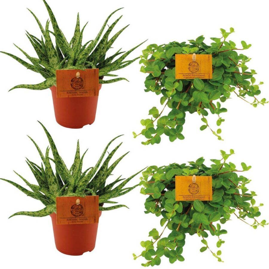 Plantenboetiek.nl 2x Aloe Spider + 2x Peperomia Rotundifolia Ø10 5cm 10cm hoog Kamerplant Groenblijvend Cactus & Vetplanten