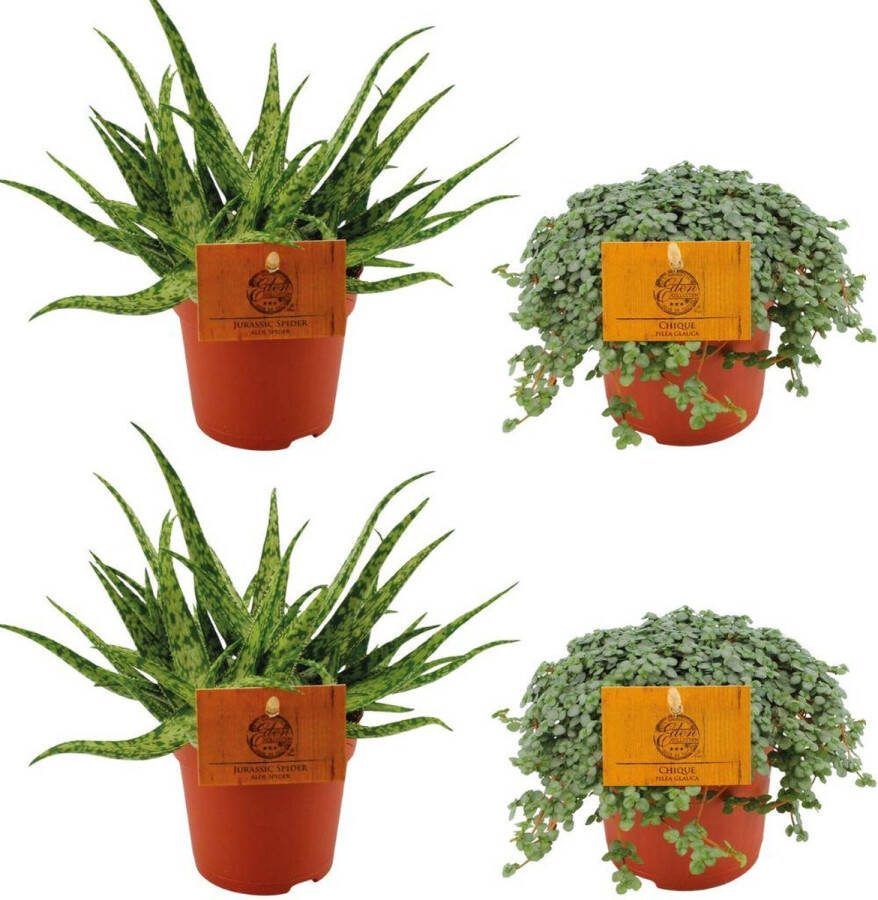 Plantenboetiek.nl 2x Aloe Spider + 2x Pilea Glauca Ø10 5cm 10cm hoog Kamerplant Groenblijvend Cactus & Vetplanten