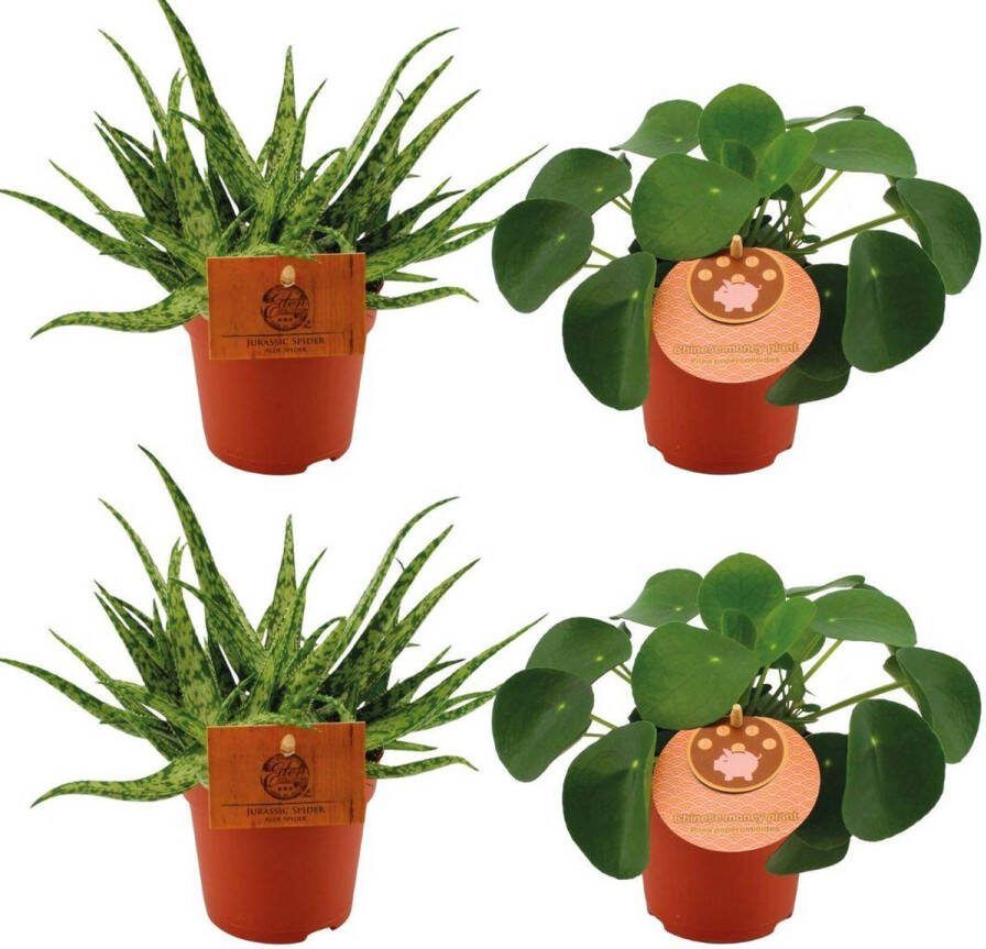 Plantenboetiek.nl 2x Aloe Spider + 2x Pilea Peperomoides Ø10 5cm 10cm hoog Kamerplant Groenblijvend Cactus & Vetplanten