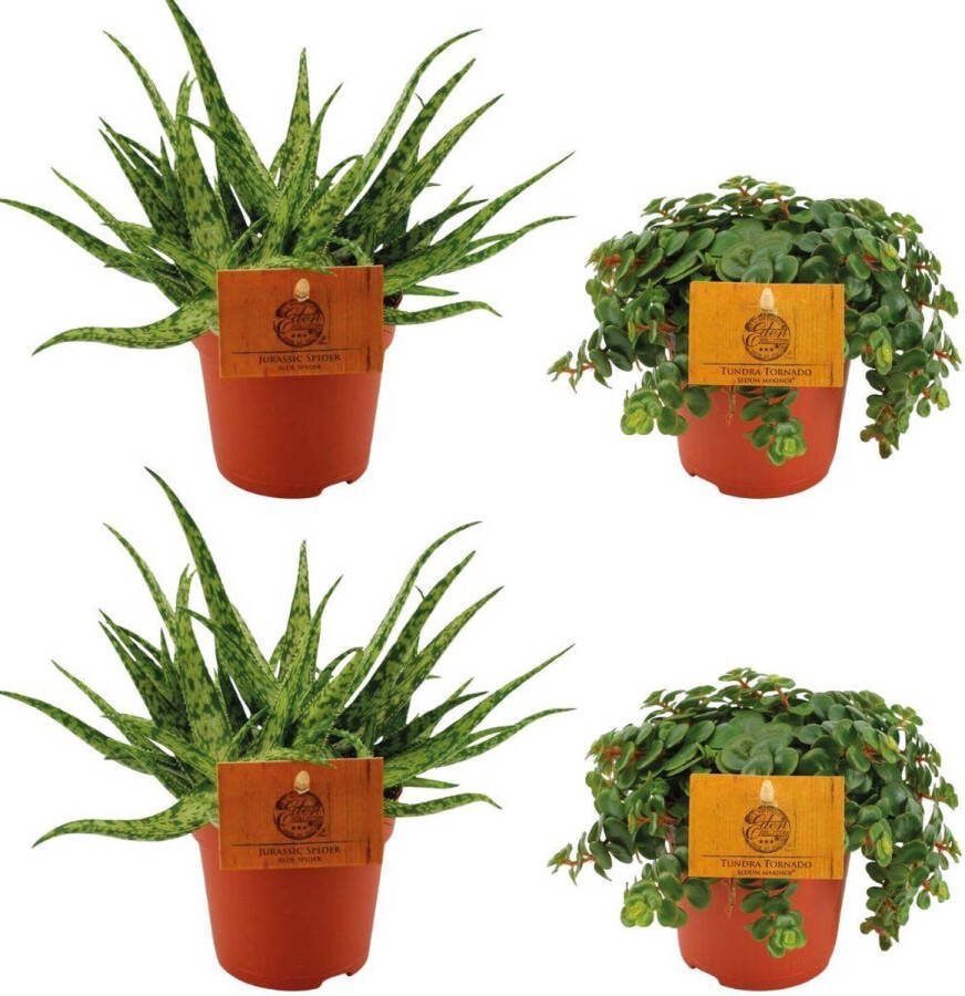 Plantenboetiek.nl 2x Aloe Spider + 2x Sedum Tornado 4 stuks Ø10 5cm 10cm hoog Kamerplant Groenblijvend Multideal Cactus & Vetplanten