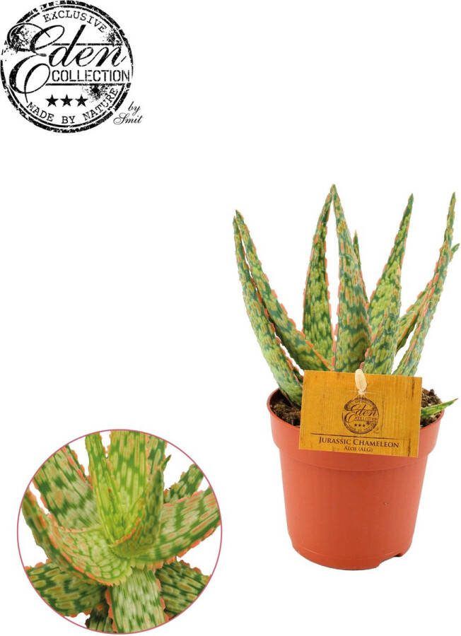 Plantenboetiek.nl Aloe Hybride Ø10.5cm 15cm hoog Kamerplant Groenblijvend Cactus & Vetplanten