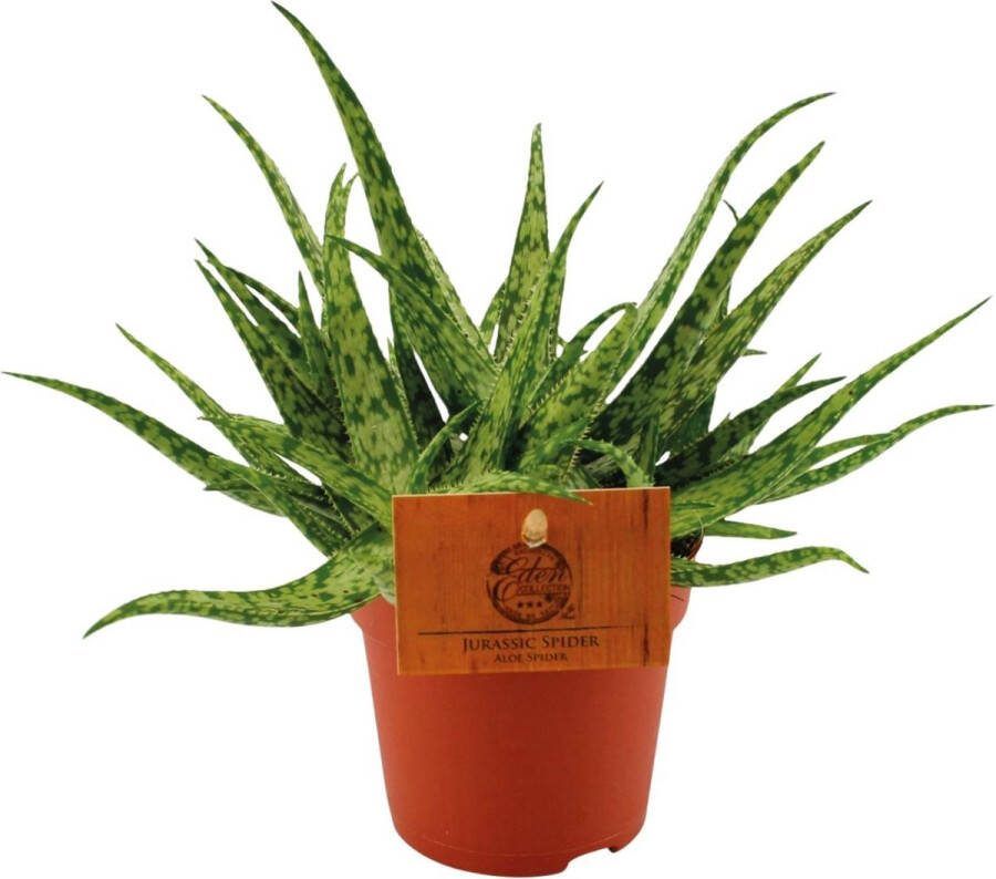 Plantenboetiek.nl Aloe Spider Ø10 5cm 15cm hoog Kamerplant Groenblijvend Cactus & Vetplanten