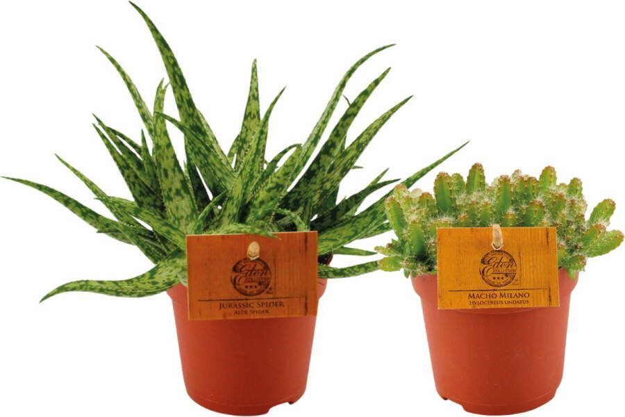 Plantenboetiek.nl Aloe Spider & Hylocereus Undatus Duo 2 stuks Ø10.5cm 15cm hoog Kamerplant Groenblijvend Multideal Cactus & Vetplanten