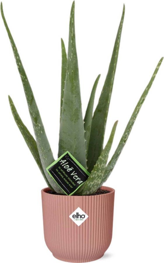 Plantenboetiek.nl Aloe Vera in ELHO Vibes Fold roze Ø14cm 40cm hoog Kamerplant Groenblijvend Cactus & Vetplanten