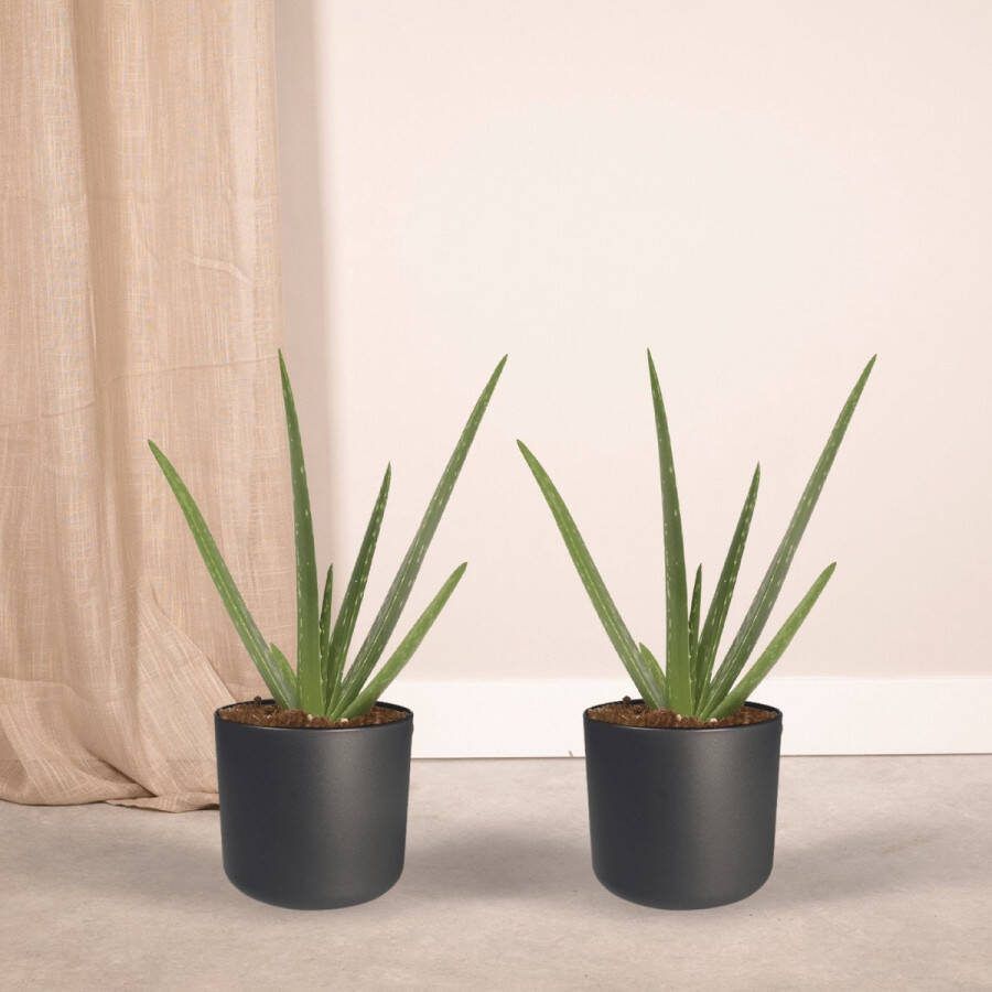 Plantenboetiek.nl Aloe vera Succulent 2 stuks Ø15cm 40cm hoog Kamerplant Groenblijvend Multideal Cactus & Vetplanten