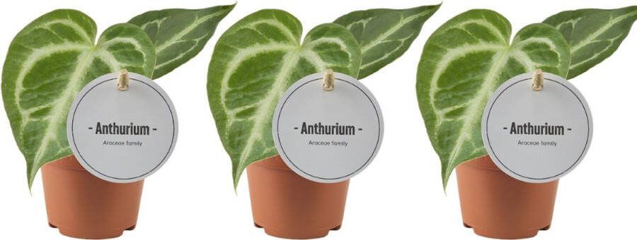 Plantenboetiek.nl Anthurium Silver Blush 3 stuks Ø6cm 15cm hoog Kamerplant Groenblijvend Multideal