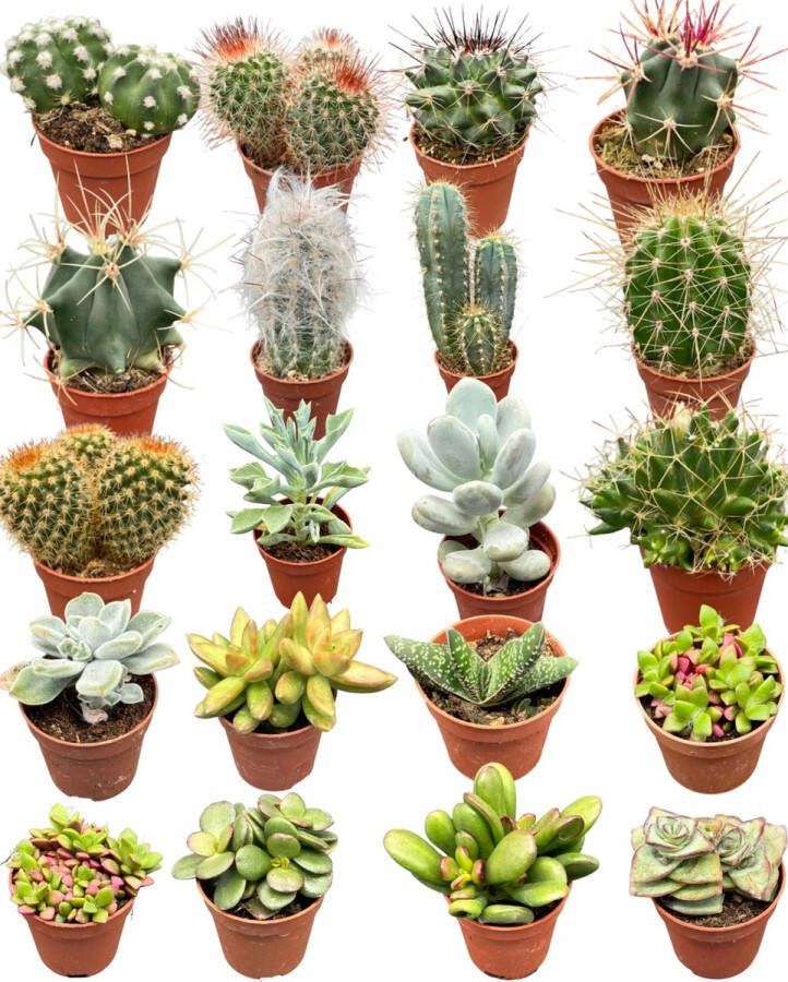 Plantenboetiek.nl Cactus en succulenten mix 40 stuks Ø5.5cm 5-10cm hoog Kamerplant Multideal Cactus & Vetplanten