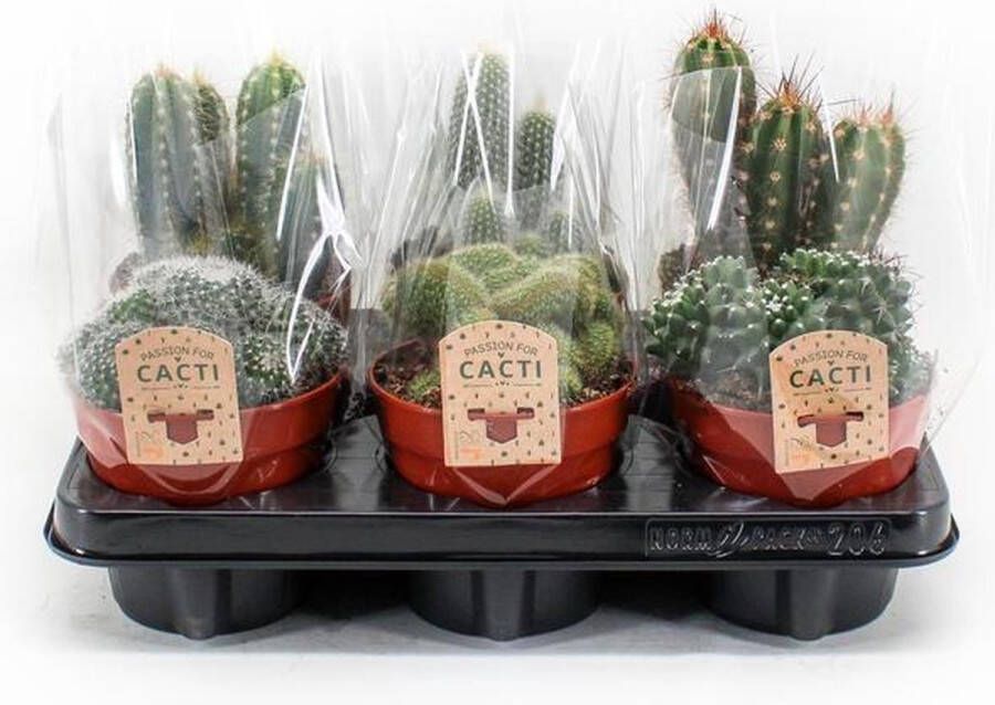 Plantenboetiek.nl Cactus mix 6 stuks Ø12cm 20cm hoog Kamerplant Multideal Cactus & Vetplanten