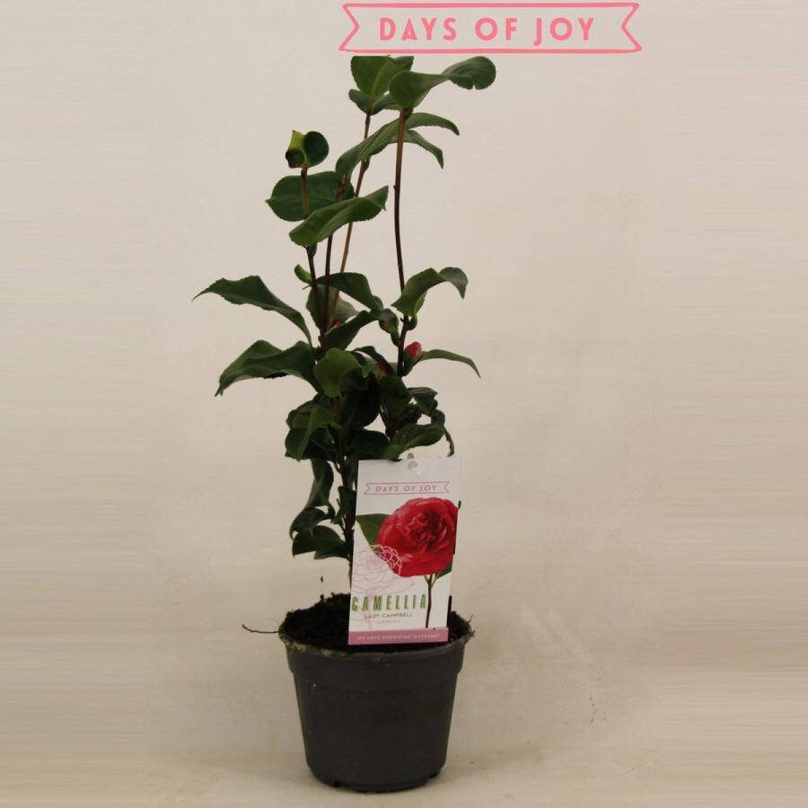 Plantenboetiek.nl Camellia Japonica 'Lady Campbell' Ø15cm 45cm hoog Tuinplant