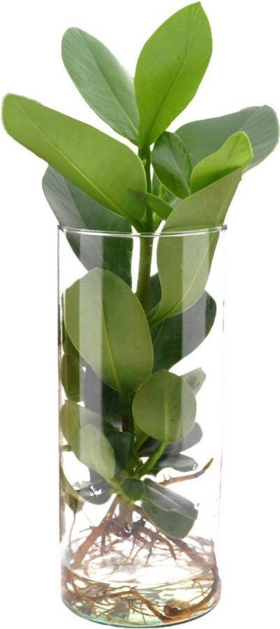 Plantenboetiek.nl Clusia in Cylinder Glas Kamerplant Hoogte 30cm Potmaat 12cm
