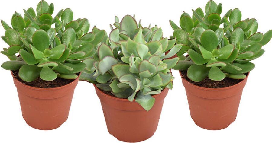 Plantenboetiek.nl Crassula mix 3 stuks Ø12cm 20cm hoog Kamerplant Groenblijvend Multideal Cactus & Vetplanten