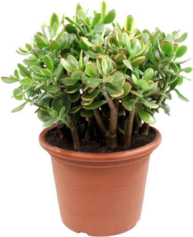 Plantenboetiek.nl Crassula Sunset Ø30cm 50cm hoog Kamerplant Groenblijvend Cactus & Vetplanten