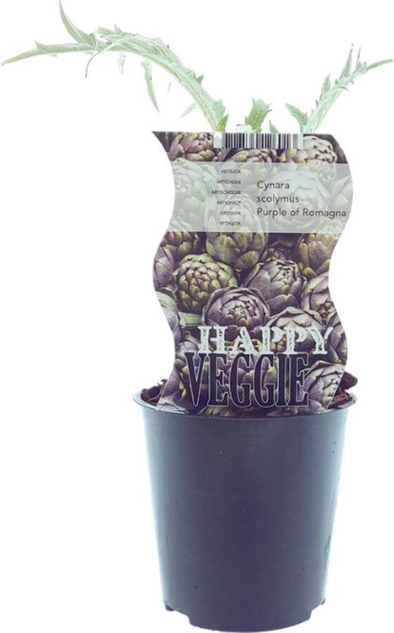 Plantenboetiek.nl Cynara Purple Of Romagna (Artisjok) Ø12cm 30cm hoog Tuinplant Groente & Fruit