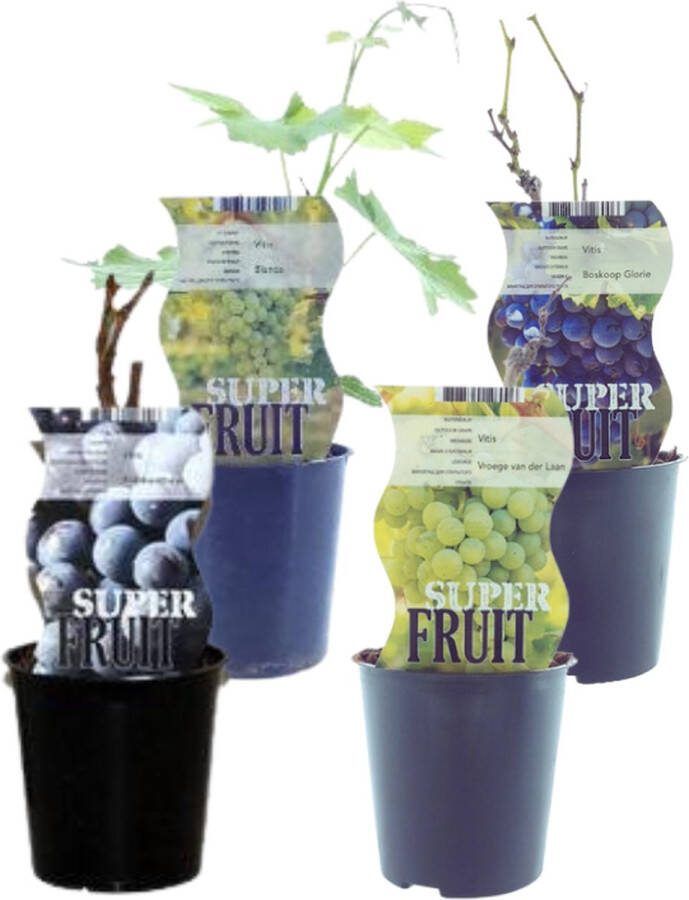Plantenboetiek.nl Druiventuin 4 stuks Ø12cm Hoogte 30cm Tuinplant Groente & Fruit Multideal