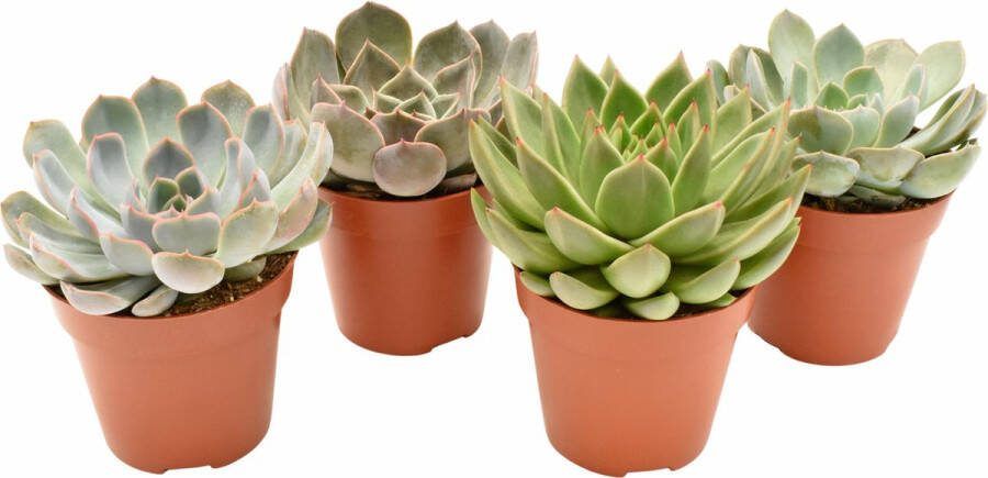 Plantenboetiek.nl Echeveria mix 4 stuks Ø12cm 15cm hoog Kamerplant Multideal Cactus & Vetplanten