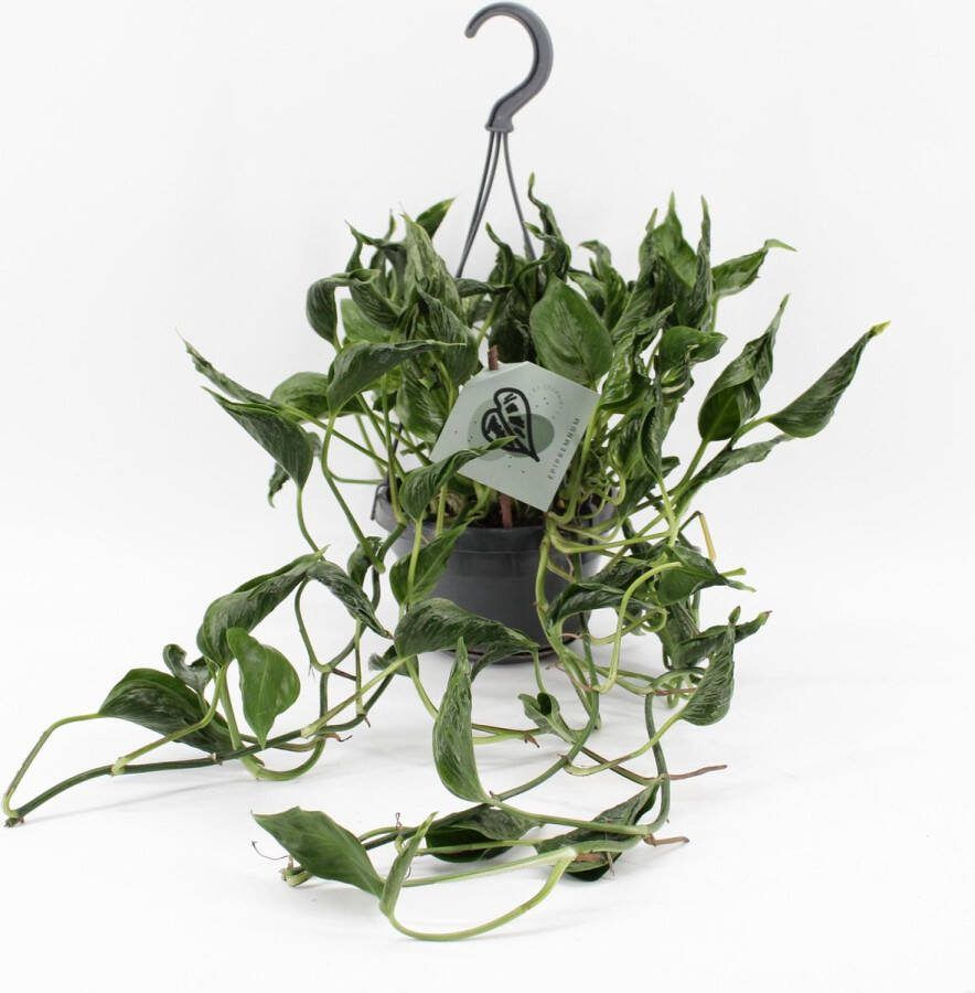Plantenboetiek.nl Epipremnum Pinnatum Aureum Shangri-La Ø14cm 45cm hoog Kamerplant Groenblijvend