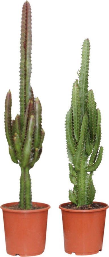 Plantenboetiek.nl Euphorbia Groen Rood 2 stuks Ø17cm 75cm hoog Kamerplant Groenblijvend Multideal Cactus & Vetplanten
