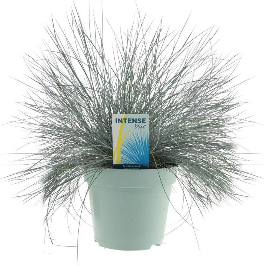 Plantenboetiek.nl Festuca Glauca Intense Blue Ø17cm 35cm hoog Tuinplant