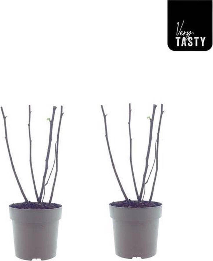 Plantenboetiek.nl Ficus Bornholm 2 stuks Ø15cm 40cm hoog Tuinplant Groente & Fruit Multideal