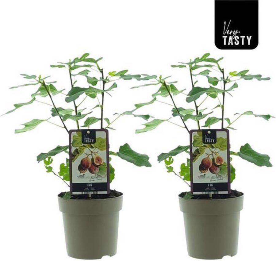 Plantenboetiek.nl Ficus Brown Turkey 2 stuks Ø15cm 40cm hoog Tuinplant Groente & Fruit Multideal