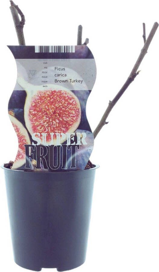 Plantenboetiek.nl Ficus Brown Turkey (Vijg) Ø12cm 30cm hoog Tuinplant Groente & Fruit