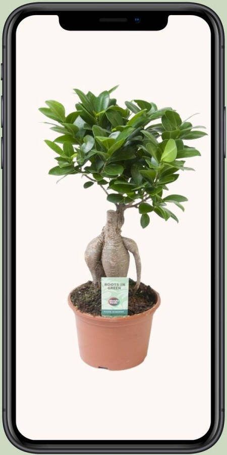 Plantenboetiek.nl Ficus Ginseng Ø15cm 35cm hoog Kamerplant Groenblijvend