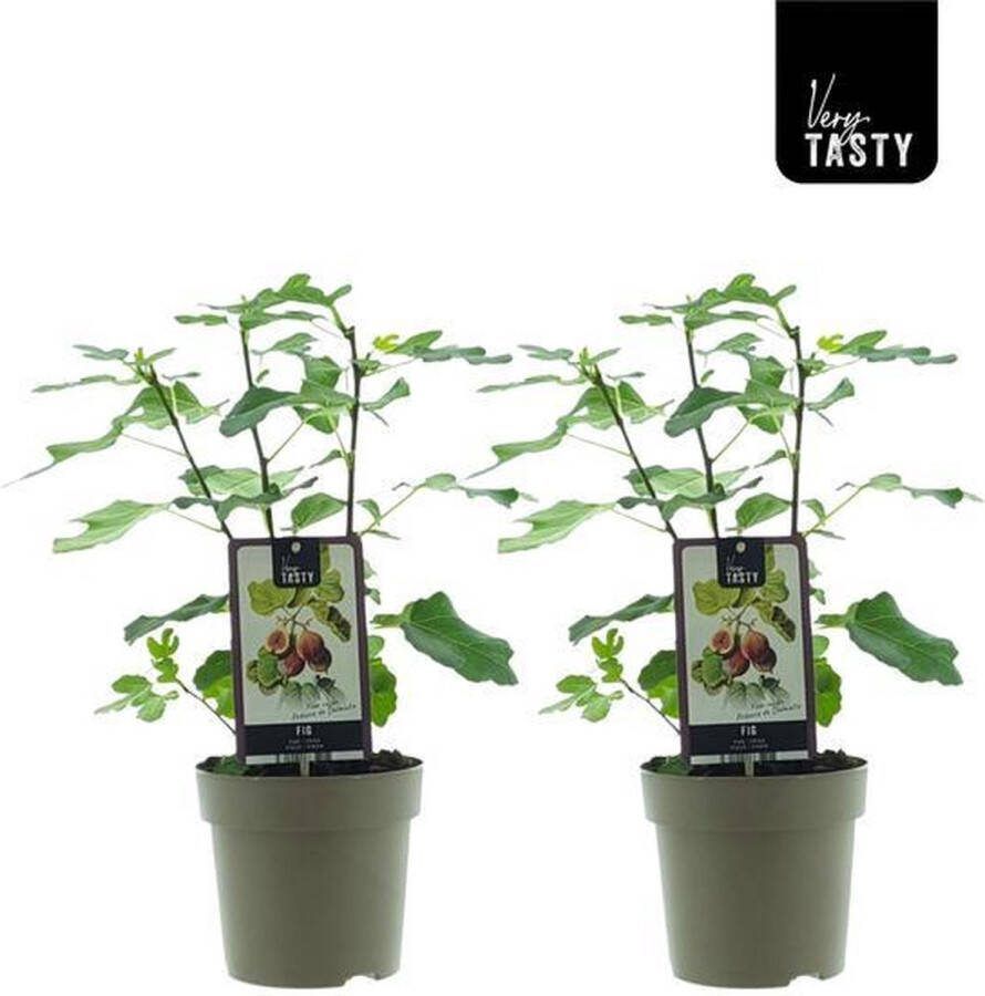 Plantenboetiek.nl Ficus Precose De Dalmatie 2 stuks Ø15cm 40cm hoog Tuinplant Groente & Fruit Multideal