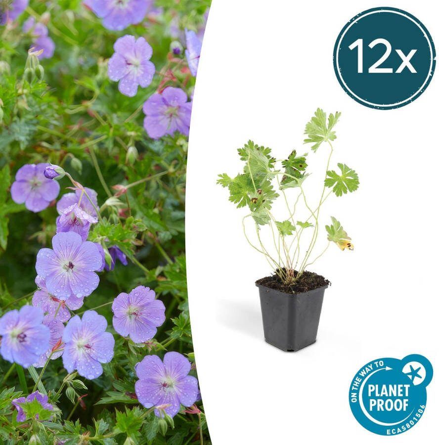 Plantenboetiek.nl Geranium Rozanne 12 stuks Ø9cm 25cm hoog Tuinplant Multideal