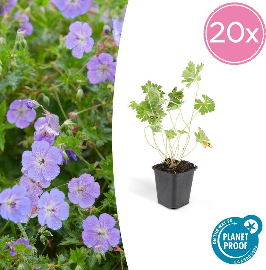 Plantenboetiek.nl Geranium Rozanne 20 stuks Ø9cm 25cm hoog Tuinplant Multideal