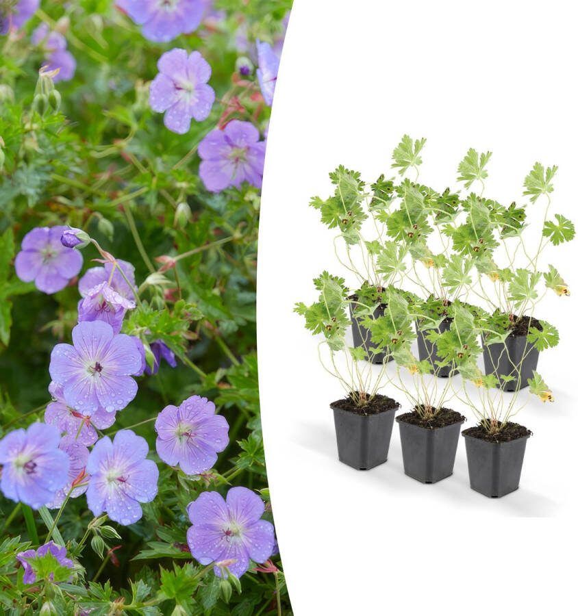 Plantenboetiek.nl Geranium Rozanne 6 stuks Ø9cm 25cm hoog Tuinplant Multideal