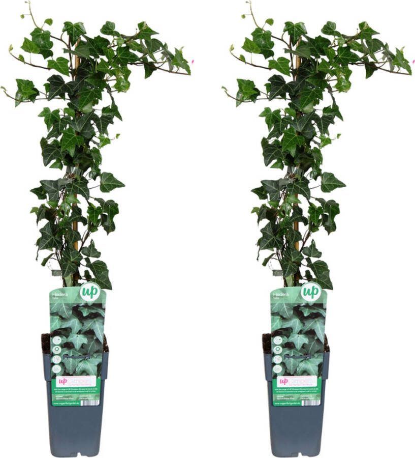 Plantenboetiek.nl Hedera helix 2 stuks Ø15cm 65cm hoog Tuinplant Multideal