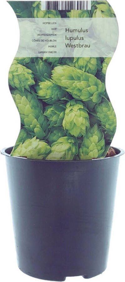 Plantenboetiek.nl Humulus Westbrau (hop) Ø12cm 30cm hoog Tuinplant Groente & Fruit